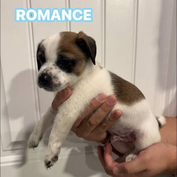 Rescue Pug and Mixed Breed Dogs for Adoption in San Antonio, Texas - Romance | PetCurious