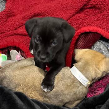 Mixed Breed Dogs Available for Adoption in Fredericksburg, Virginia - Endrikk | PetCurious