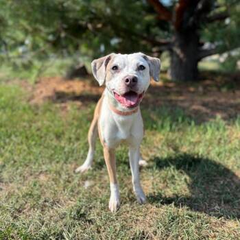 Leora -  Pit Bull Terrier Dog for Adoption in Fargo, North Dakota - Leora | PetCurious