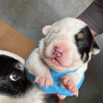 Mixed Breed Dogs Available for Adoption in Austin, Texas - Oshawott | PetCurious