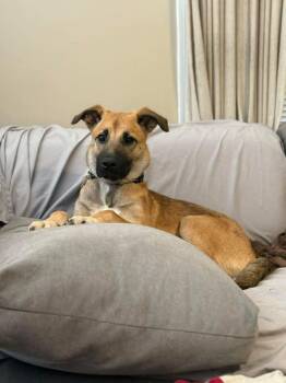 Rescue German Shepherd Dog Dogs for Adoption in East Peoria, Illinois - Cleo | PetCurious