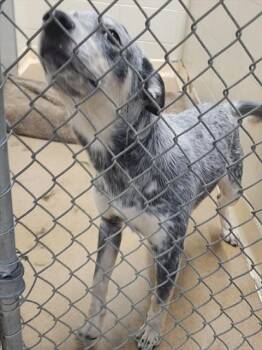 Australian Cattle Dog Blue Heeler and Mixed Breed Dogs Available for Adoption - KODA | PetCurious