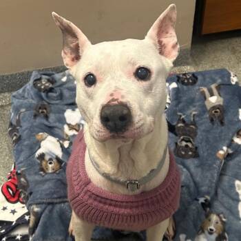 Mixed Breed Dogs Available for Adoption - Juliet | PetCurious