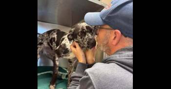 Audrey Hepburn (CP) -  Mixed Breed Dog for Adoption in Dallas, Texas - Audrey Hepburn (CP) | PetCurious