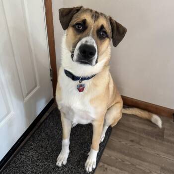 Apollo -  German Shepherd Dog and Great Pyrenees Dog for Adoption in Atlanta, Texas - Apollo | PetCurious