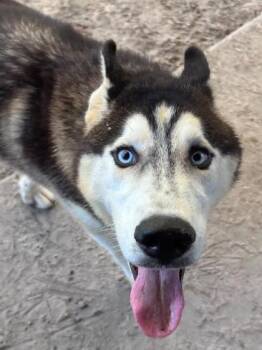 Bert -  Siberian Husky and Mixed Breed Dog for Adoption in Savannah, Georgia - Bert | PetCurious