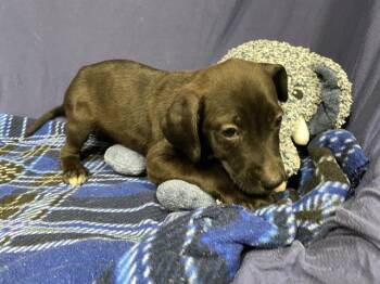 Labrador Retriever and Mixed Breed Dogs Available for Adoption in Modesto, California - A609233 | PetCurious