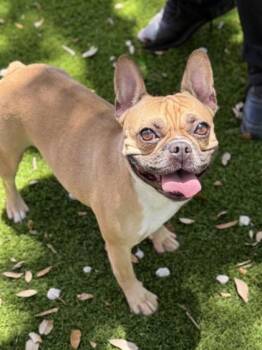 Beba -  French Bulldog and Mixed Breed Dog for Adoption in North Miami Beach, Florida - Beba | PetCurious