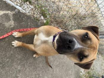Sawyer -  Boxer Dog for Adoption in Evansville, Indiana - Sawyer | PetCurious