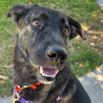 German Shepherd Dog and Mixed Breed Dogs Available for Adoption - CALLIE | PetCurious