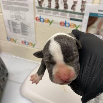 Mixed Breed Dogs Available for Adoption in Pinson, Tennessee - Eliza | PetCurious