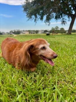 Missy -  Dachshund Dog for Adoption in Sebastian, Florida - Missy | PetCurious