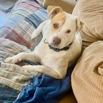 Murdock WV-JC1001-T -  Labrador Retriever and Yellow Labrador Retriever Dog for Adoption in Missouri City, Texas - Murdock WV-JC1001-T | PetCurious