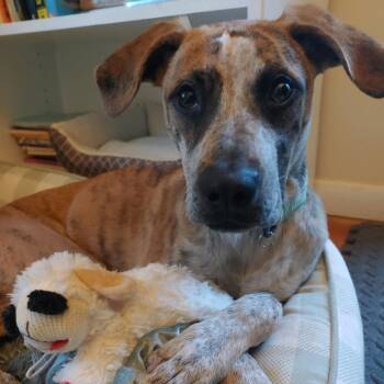 Rescue Mountain Cur and Mixed Breed Dogs for Adoption in Avon, Ohio - Spot | PetCurious