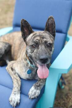 Diego -  Pit Bull Terrier and Husky Dog for Adoption in Franklin, Tennessee - Diego | PetCurious