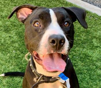 URGENT -DEADLINE APPROACHING SAVE ME PLEASE Hash Brown A550711 -  Pit Bull Terrier Dog for Adoption in San Marcos, California - URGENT -DEADLINE APPROACHING SAVE ME PLEASE Hash Brown A550711 | PetCurious