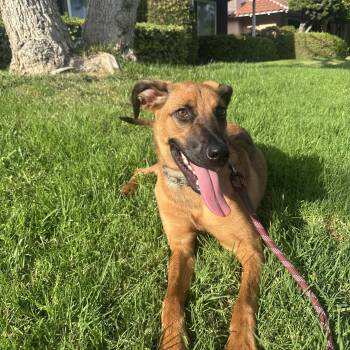 ROCKY -  German Shepherd Dog Dog for Adoption in Los Angeles, California - ROCKY | PetCurious