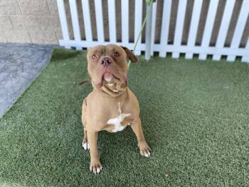 Pit Bull Terrier Dogs Available for Adoption in Modesto, California - A610718 | PetCurious
