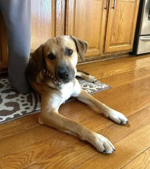 Mixed Breed Dogs Available for Adoption - Buddy | PetCurious