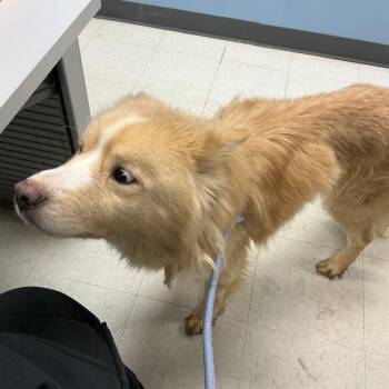 German Shepherd Dog and Husky Dogs Available for Adoption - King | PetCurious