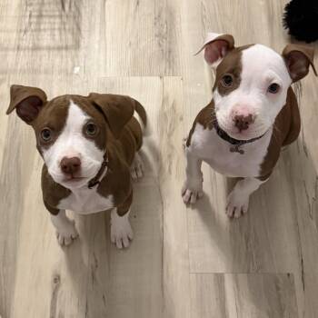 Lavern & Shirley -  Pit Bull Terrier Dog for Adoption in Brazil, Indiana - Lavern & Shirley | PetCurious