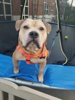 Diego -  Pit Bull Terrier Dog for Adoption in Stratford, Connecticut - Diego | PetCurious