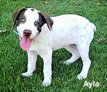 PUPPY AYLA -  Golden Retriever and Hound Dog for Adoption in Franklin, Tennessee - PUPPY AYLA | PetCurious
