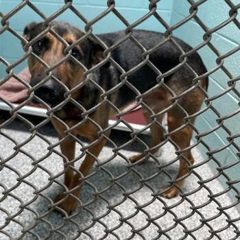 Kavik -  German Shepherd Dog and Mixed Breed Dog for Adoption in Port Charlotte, Florida - Kavik | PetCurious