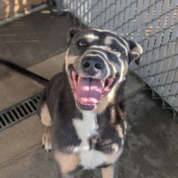 Fairy -  Rottweiler Dog for Adoption in Sand Springs, Oklahoma - Fairy | PetCurious