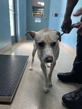 AJ -  Labrador Retriever Dog for Adoption in Newton, North Carolina - AJ | PetCurious