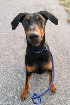 Rocco 3514 -  Doberman Pinscher Dog for Adoption in Oakland Park, Florida - Rocco 3514 | PetCurious