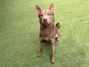 RENO -  Australian Kelpie Dog for Adoption in Rowlett, Texas - RENO | PetCurious