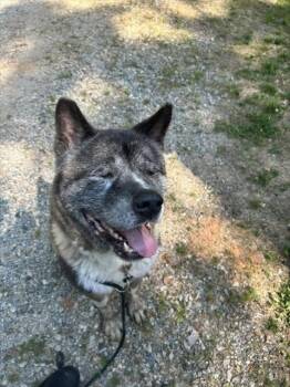 Akita Dogs Available for Adoption in Newton, North Carolina - KODA | PetCurious