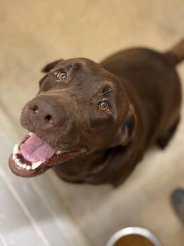 Labrador Retriever Dogs Available for Adoption in Lockhart, Texas - Momma Bear | PetCurious