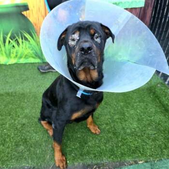 Rottweiler Dogs Available for Adoption - BRONX | PetCurious