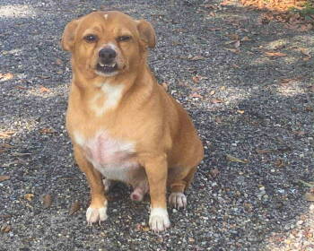 Rescue Mixed Breed Dogs for Adoption in Gulfport, Mississippi - Corney (Taco) | PetCurious