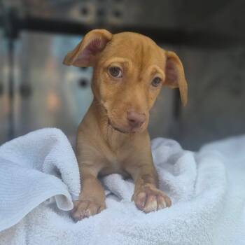 Chicken Little -  Chihuahua Dog for Adoption in Wahiawa, Hawaii - Chicken Little | PetCurious