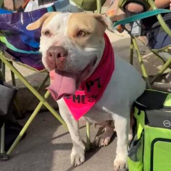 Rescue American Bully and American Bulldog Dogs for Adoption in Seguin, Texas - Matilda | PetCurious