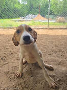 Mixed Breed Dogs Available for Adoption in Mccrory, Arkansas - Cider | PetCurious