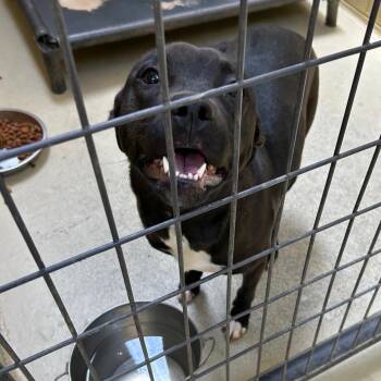 Rescue Black Labrador Retriever and Pit Bull Terrier Dogs for Adoption in Clarksville, Virginia - Nala Day | PetCurious