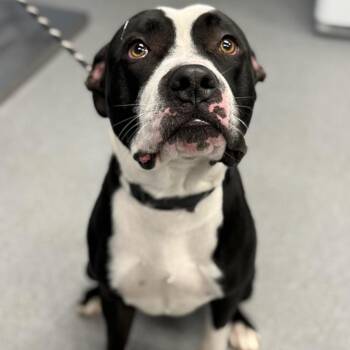 Pit Bull Terrier Dogs Available for Adoption - Guppy | PetCurious