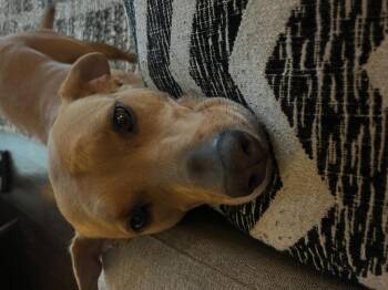 Black Mouth Cur and Boxer Dogs Available for Adoption - Scooby-In Foster | PetCurious