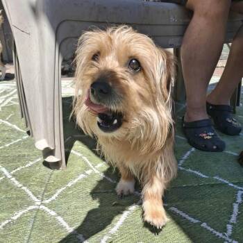 Swayze -  Terrier Dog for Adoption in Groveland, Massachusetts - Swayze | PetCurious
