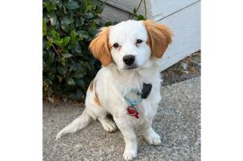 Cayenne -  Cavalier King Charles Spaniel Dog for Adoption in Palo Alto, California - Cayenne | PetCurious