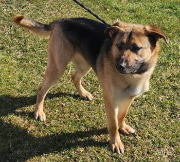 German Shepherd Dog Dogs Available for Adoption - Novah | PetCurious