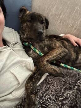Hound Dogs Available for Adoption in Millcreek, Utah - Lucy | PetCurious