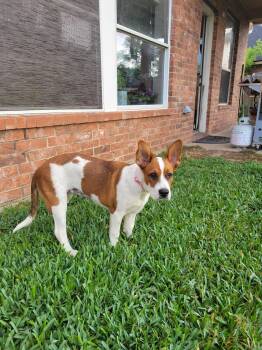 Pointer and Boxer Dogs Available for Adoption in Missouri City, Texas - Harlena OR14303-T | PetCurious