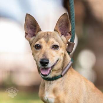 Mega -  Chihuahua and Mixed Breed Dog for Adoption in Honolulu, Hawaii - Mega | PetCurious