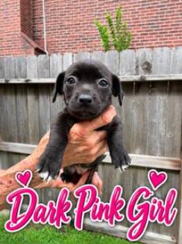 DARK PINK (CO) -  Terrier Dog for Adoption in Klein, Texas - DARK PINK (CO) | PetCurious