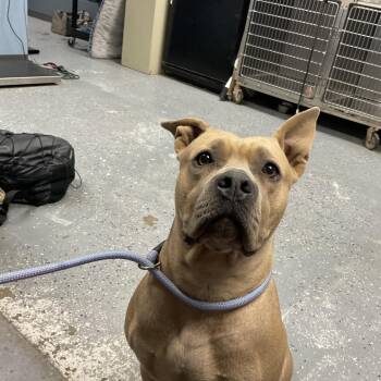 Pit Bull Terrier and Mixed Breed Dogs Available for Adoption in Saint Joseph, Missouri - Zoe | PetCurious
